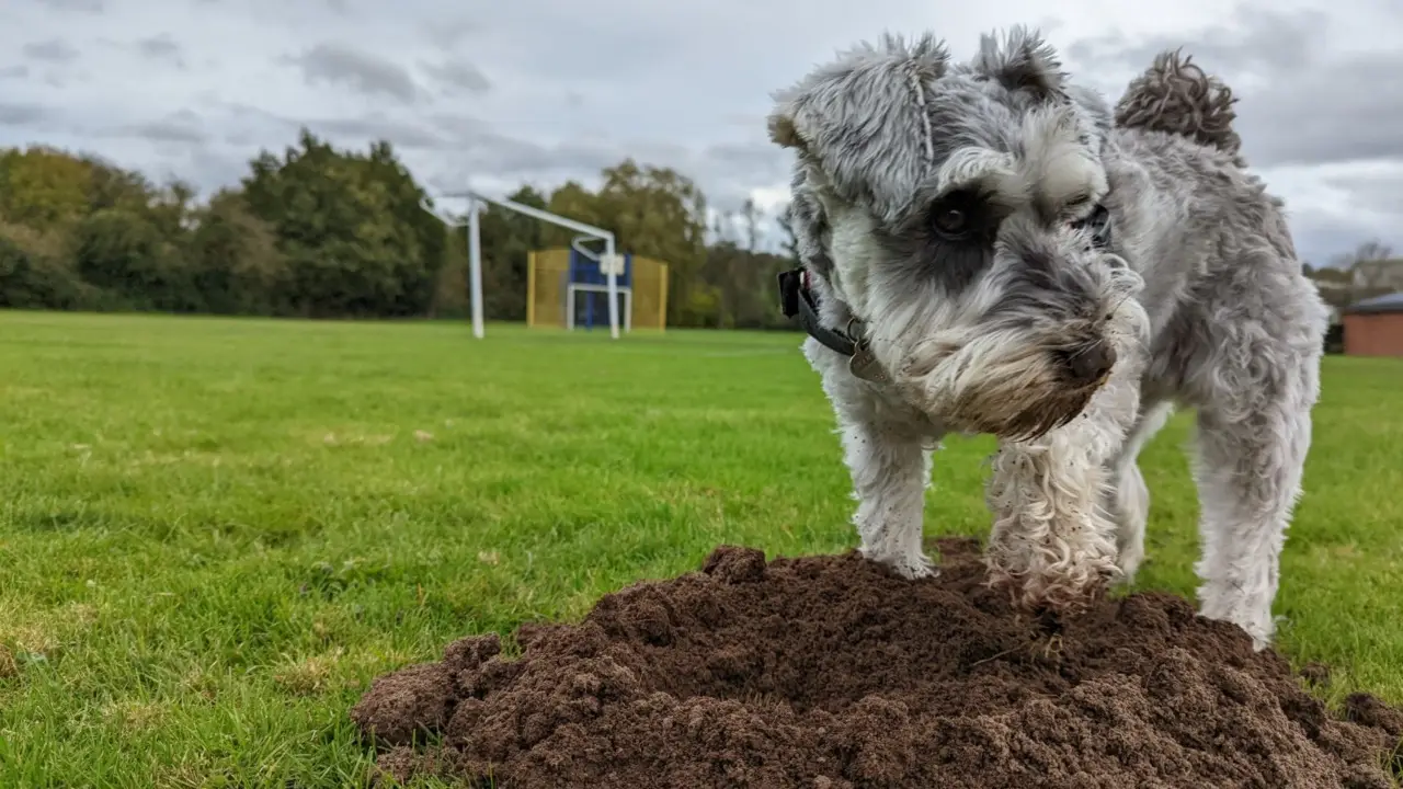 Il tuo cane scava in giardino o fa la pipì ovunque? Pianta queste piante che lo terranno lontano
