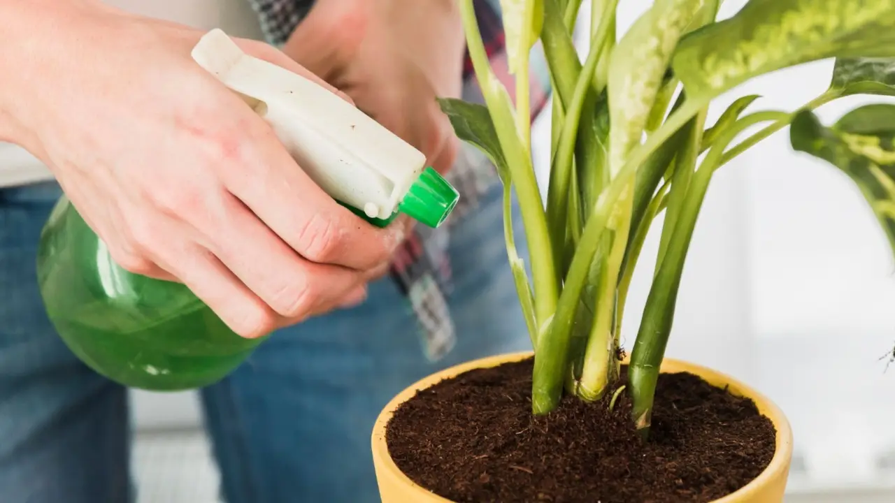 Stai nebulizzando troppo o troppo poco le tue piante d’appartamento? Ecco l’errore comune