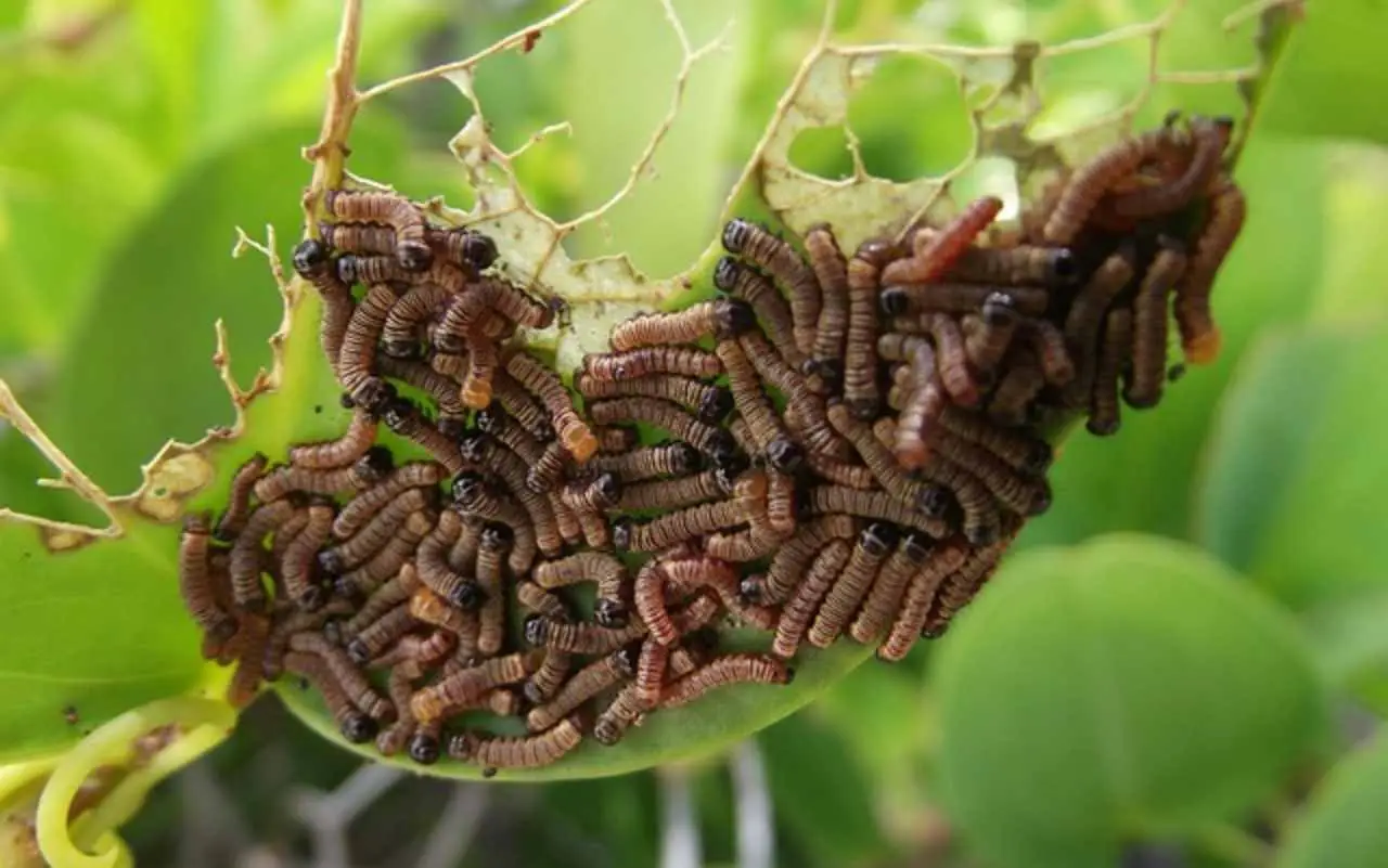 Allarme vermi neri in casa: ecco la causa nascosta e come eliminarli subito