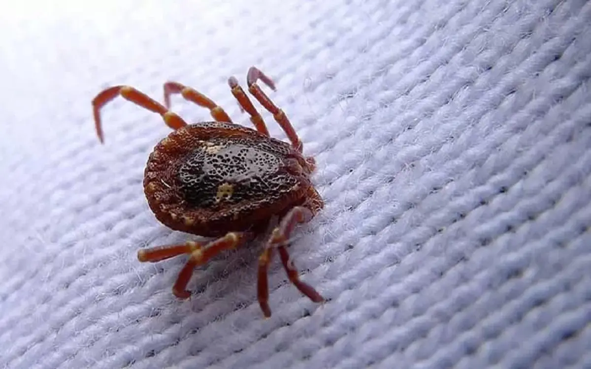 Morsi notturni? Ecco come distinguere acari e cimici da letto dal segno che lasciano