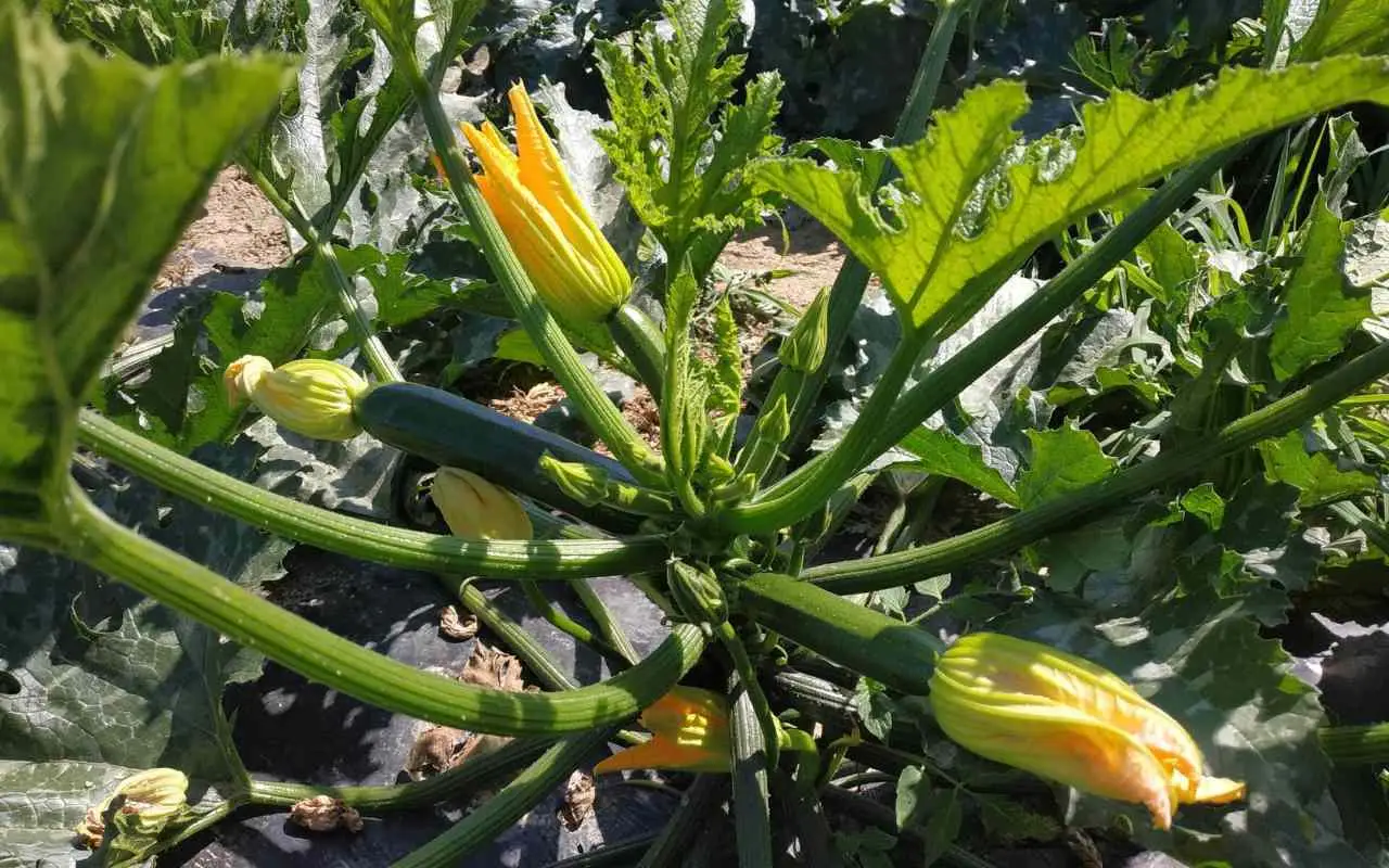 Non togliere tutti i fiori delle zucchine: ecco quali eliminare per avere più frutti