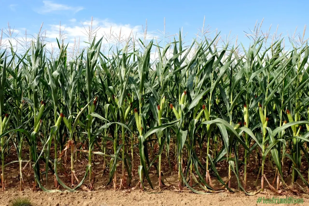 Qual è la pianta più coltivata al mondo? Non è né il grano né il riso