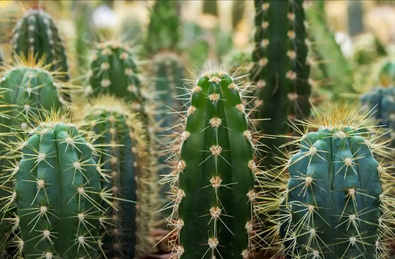 Non solo cactus: ecco le succulente spettacolari che renderanno incredibile il tuo balcone