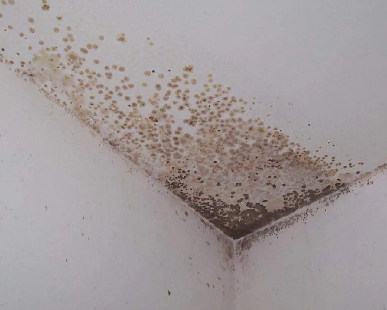 L’allarme invisibile in casa: ecco il metodo definitivo per eliminare le spore di muffa dall’aria